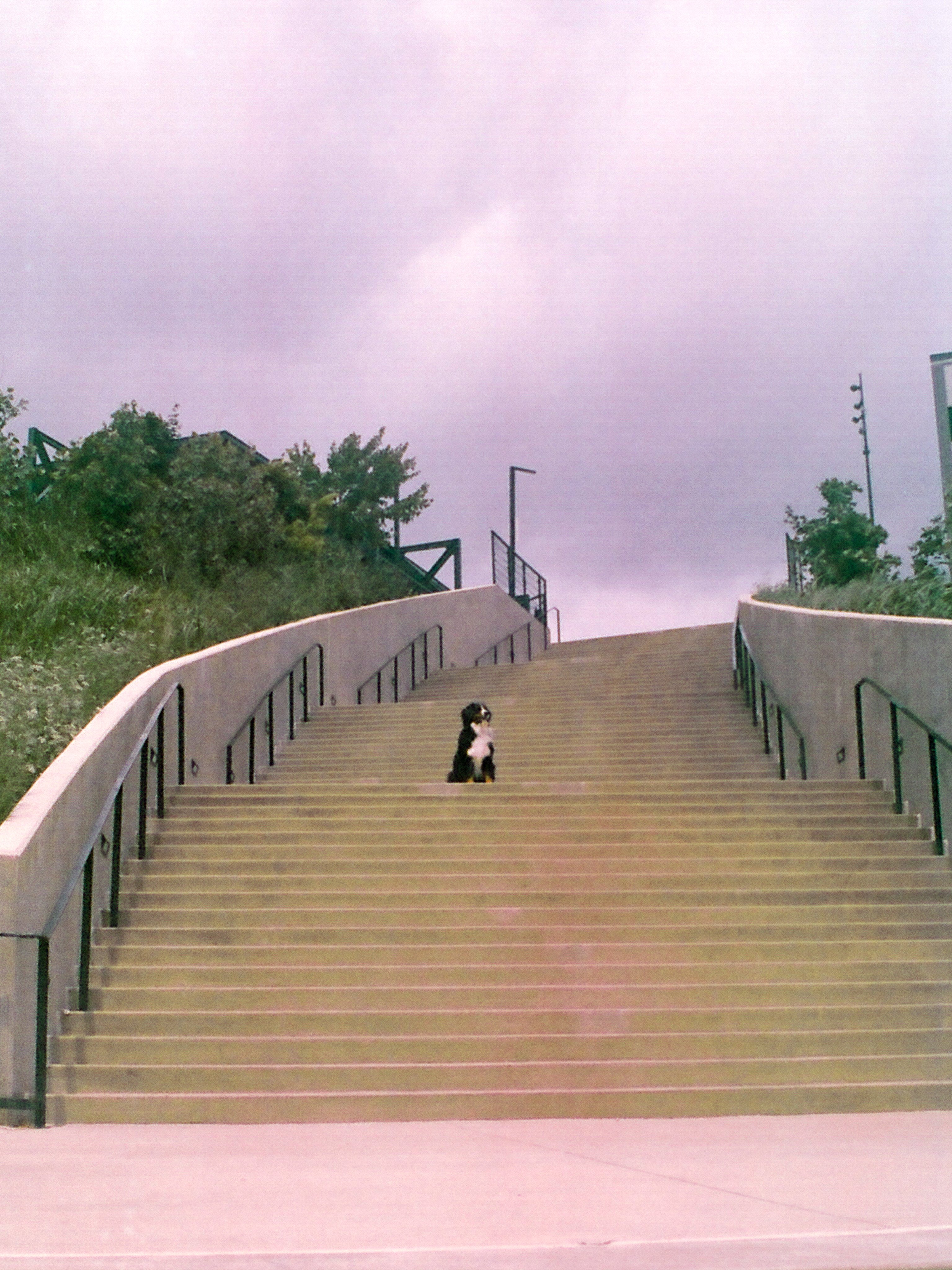 Photo of a tall and wide set of outdoor stairs segmented into platforms, with a Bernese Mountain Dog sitting on the second platform.