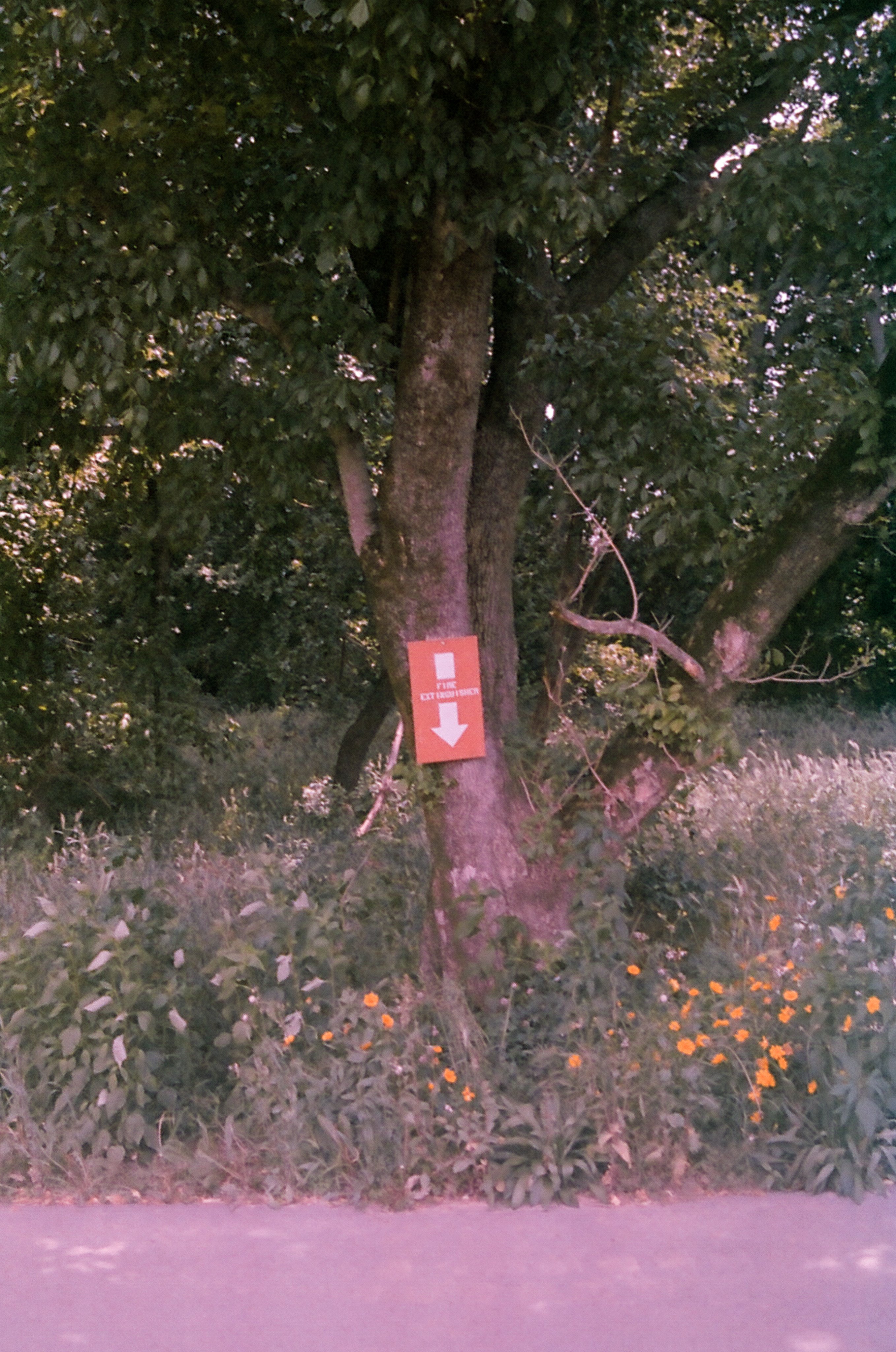 Photo of a tree just off a walking path. A red sign with a downward-pointing arrow and the text "FIRE EXTINGUISHER" is nailed to the tree.